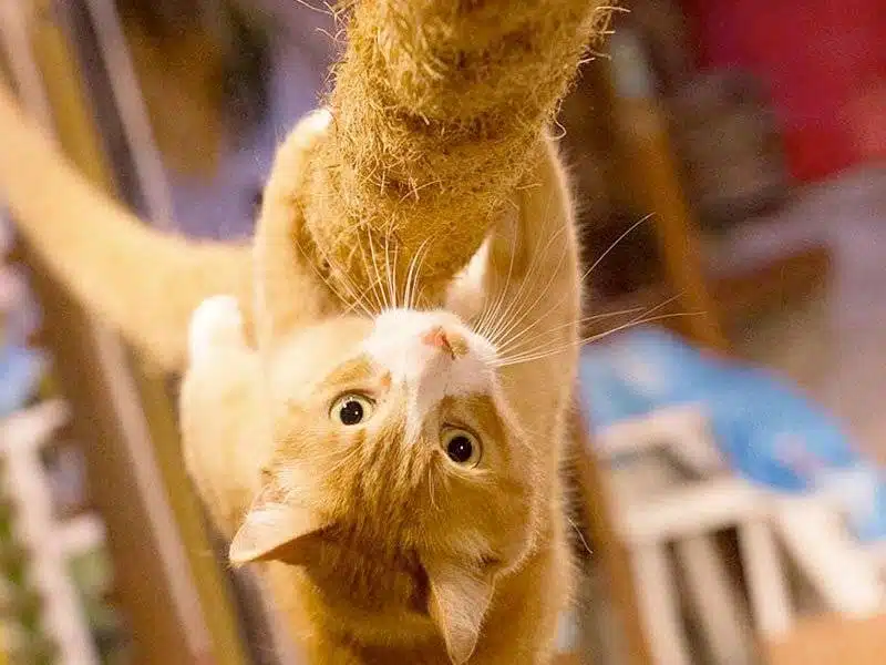 atração mais divertida do seaworld - pets ahoy seaworld - diversão para toda família - animais seaworld - Seaport Theater