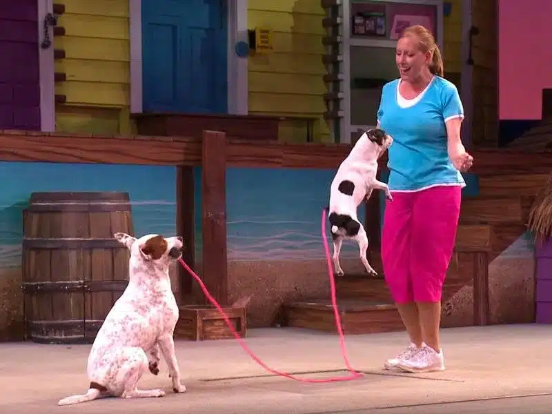 atração mais divertida do seaworld - pets ahoy seaworld - diversão para toda família - animais seaworld - Seaport Theater